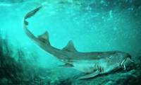 Accidentally discovered a new shark while sorting fossils Tyrannosaurus rex