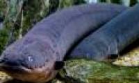 Accidentally proved the 200-year-old horror theory of electric eel