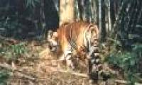 Act now to give the tiger a way to live