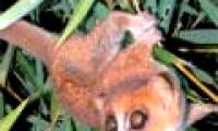 Add 2 species of gibbons to the group of primates