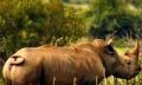 Add a subspecies of extinct rhino