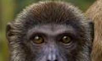 Add two new species of 'gibbon and monkey' to the evolutionary tree