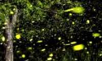 Admire beautiful exposure photos of fireflies