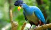 Admire birds only in Africa