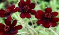 Admire the beauty of extinct flowers in the natural environment
