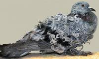Admire the dove with unique curly fur