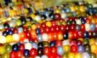 Admire the exotic polychrome corn in America