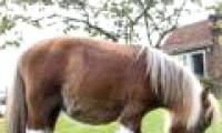 Admire the ponies just as tall as dogs
