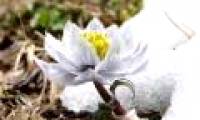 Admire the rare snow lotus in the Himalayas