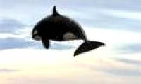 Aerial performance of