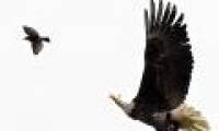 Aerial raid of skinhead eagle
