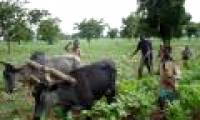 Africa has enough land to feed the world