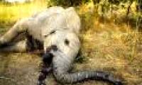 Africa suffered, helplessly watching the 1/3 of its elephants in the last 7 years