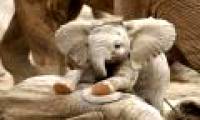 African elephants are evolving into ivory because of excessive poaching