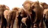 African elephants lose their ivory genes to avoid extinction