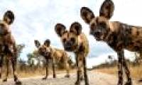 African wild dogs face extinction because of heat