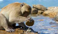 After humans, which animals quietly entered the Stone Age?