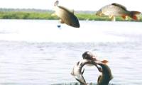 After the river flows into the sea, where do the large amount of freshwater fish go?