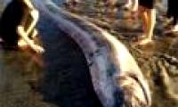 Again, a giant snake fish body appeared