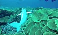 AI Robot Fish Helps Scientists Monitor and Protect Marine Ecosystems