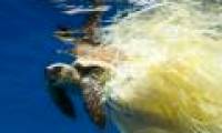 Alarm plastic waste 'destroy' sea turtles