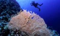 Alarming coral bleaching phenomenon detected in the Red Sea
