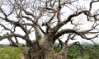 Alarming the decline of old trees