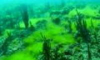 Algae invade the deepest lake in the world