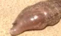'Alien creatures' Thailand beach horror