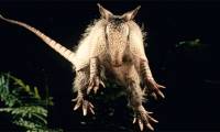 'Alien hunt' in a town surrounded by armadillos in America
