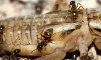 Alien mad ants threaten native animals in Texas
