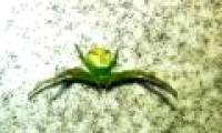 Alien spiders cause confusion in Russia