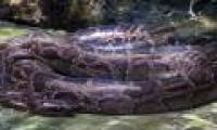 All three pythons in Vietnam are in the red book