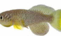 Amazed fish that know how to catch prey on land