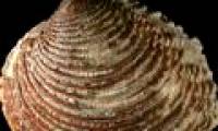 Amazing: Clam live up to 450 years old