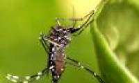 Amazing discovery: Zika virus can live in human eyes