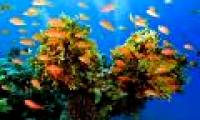 Amazing nature in the Red Sea