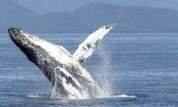 Amazing new discovery about humpback whales