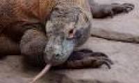 Amazing world of Komodo dragons