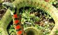 Amazingly, the snake who steals 'poison'