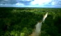 Amazon forest leaves call the rainy season coming soon