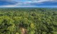 Amazon jungle facing death sentence