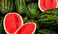 America: A series of people died from infected melons