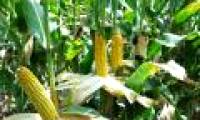 America: Climate change will make corn prices unstable