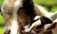 American cattle lose their ears mass