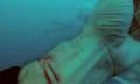 American divers cut their hands in front of sharks to see if they were torn