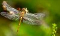 American dragonfly brain simulation to develop missile interception system