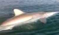 American father and son catch shark