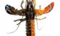 American fishermen catch extremely rare two-color lobsters