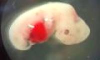 American successfully created embryo hybrid sheep - human